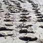 Fenômeno de encalhe em massa levanta questões sobre saúde dos pinguins e possíveis causas como doenças e falta de alimento - Foto: IPec/ Divulgação