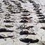Fenômeno de encalhe em massa levanta questões sobre saúde dos pinguins e possíveis causas como doenças e falta de alimento - Foto: IPec/ Divulgação