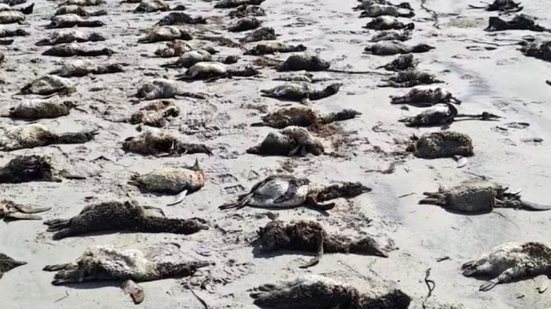 Fenômeno de encalhe em massa levanta questões sobre saúde dos pinguins e possíveis causas como doenças e falta de alimento - Foto: IPec/ Divulgação
