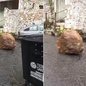Pedra se desprendeu do Morro São Bento e caiu em uma rua de Santos nesta quarta-feira (23). Ninguém ficou ferido - Imagem: Reprodução