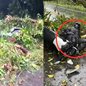 A queda da árvore destaca a importância da manutenção das áreas verdes e da atenção ao dirigir em rodovias - Imagem: Reprodução