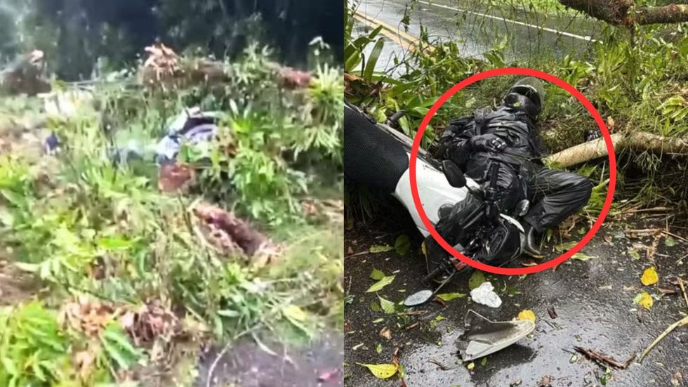 A queda da árvore destaca a importância da manutenção das áreas verdes e da atenção ao dirigir em rodovias - Imagem: Reprodução