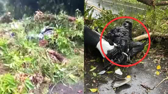 A queda da árvore destaca a importância da manutenção das áreas verdes e da atenção ao dirigir em rodovias - Imagem: Reprodução