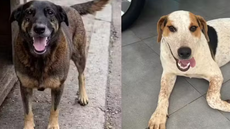 Santos cria cadastro de maus-tratos e impede que infratores adotem animais - Imagem: Reprodução