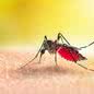 Aedes aegypti, mosquito transmissor de doenças graves, como dengue, febre amarela, zika vírus e chikungunya - Imagem: Reprodução | Portal de Educação Ambiental | SEMIL
