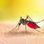 Aedes aegypti, mosquito transmissor de doenças graves, como dengue, febre amarela, zika vírus e chikungunya - Imagem: Reprodução | Portal de Educação Ambiental | SEMIL