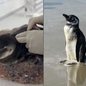 Se você encontrar um pinguim encalhado, mantenha distância e acione as autoridades ambientais pelo telefone 0800-642-3341 - Foto: Instituto Gremar