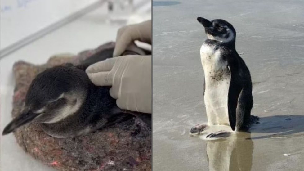 Se você encontrar um pinguim encalhado, mantenha distância e acione as autoridades ambientais pelo telefone 0800-642-3341 - Foto: Instituto Gremar
