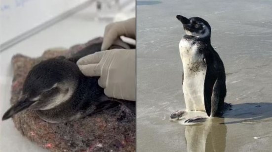 Se você encontrar um pinguim encalhado, mantenha distância e acione as autoridades ambientais pelo telefone 0800-642-3341 - Foto: Instituto Gremar