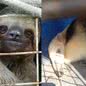 Além dos animais, também foi realizado o manejo de 62 insetos, incluindo abelhas, vespas e marimbondos - Imagem: reprodução redes sociais