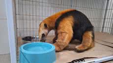 Animais resgatados de incêndios em SP começam a ser reintroduzidos na natureza - Imagem: Reprodução/ Agência SP