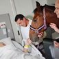 Cavalo Hulk visita paciente em quarto do Hospital Ser Piero e emociona equipe e familiares - Imagem: Reprodução / g1 Santos