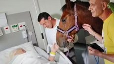 Cavalo Hulk visita paciente em quarto do Hospital Ser Piero e emociona equipe e familiares - Imagem: Reprodução / g1 Santos