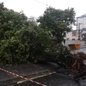 Queda de árvore e pontos de alagamento foram registrados em Santos após a cidade acumular 97 milímetros de chuva em apenas 24 horas; morros permanecem em estado de atenção sob monitoramento da Defesa Civil - Imagem: Tiago Sierra