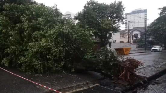 Queda de árvore e pontos de alagamento foram registrados em Santos após a cidade acumular 97 milímetros de chuva em apenas 24 horas; morros permanecem em estado de atenção sob monitoramento da Defesa Civil - Imagem: Tiago Sierra