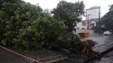 Queda de árvore e pontos de alagamento foram registrados em Santos após a cidade acumular 97 milímetros de chuva em apenas 24 horas; morros permanecem em estado de atenção sob monitoramento da Defesa Civil - Imagem: Tiago Sierra