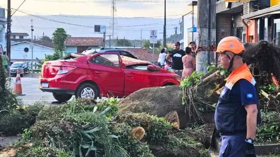 Árvore caiu sobre carro onde estavam um homem e o filho de quatro anos, em Itanhaém (SP); família conseguiu deixar o veículo antes da queda - Imagem: Rodrigo Nardelli/TV Tribuna
