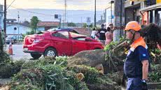 Árvore caiu sobre carro onde estavam um homem e o filho de quatro anos, em Itanhaém (SP); família conseguiu deixar o veículo antes da queda - Imagem: Rodrigo Nardelli/TV Tribuna