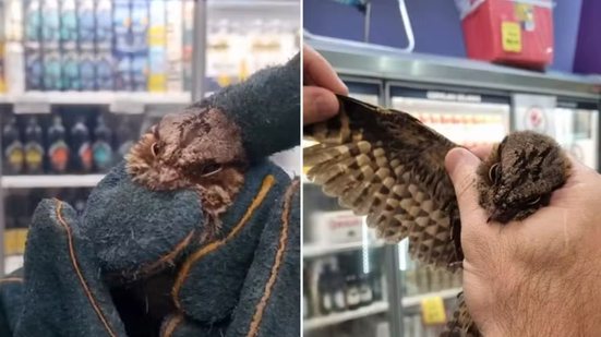 Bacurau foi retirado de supermercado no bairro Vicente de Carvalho, no Guarujá, após permanecer cinco dias preso em estruturas próximas às luminárias. Sem ferimentos, a ave foi solta em uma área de proteção ambiental - Imagem: Reprodução/Guarda Civil Ambiental