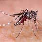 Baixada Santista registra mais mortes suspeitas de dengue em 2024 - Imagem: reprodução Twitter