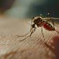 O verão, com altas temperaturas e chuvas, favorece a proliferação do mosquito Aedes aegypti, aumentando os riscos de infecção - Imagem: Freepik