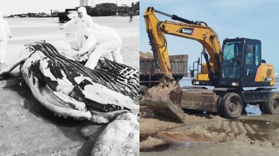 Necropsia revela que a baleia-jubarte era uma fêmea jovem; amostras foram coletadas para análise laboratorial - Foto: Instituto Biopesca