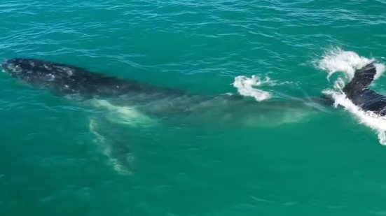 Baleia-jubarte realiza saltos durante passagem pela costa de Bertioga em período de migração - Imagem: @wilidrone