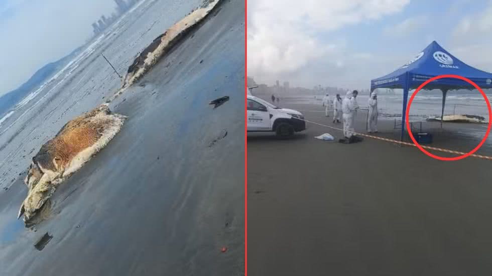 O corpo da baleia jubarte, com cerca de 11 metros, foi encontrado em estado avançado de decomposição e será analisado - Foto: Divulgação/ Prefeitura de Santos