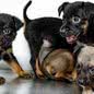 Bertioga oferece 150 animais para adoção; saiba o que fazer - Imagem: Reprodução/Prefeitura de Bertioga