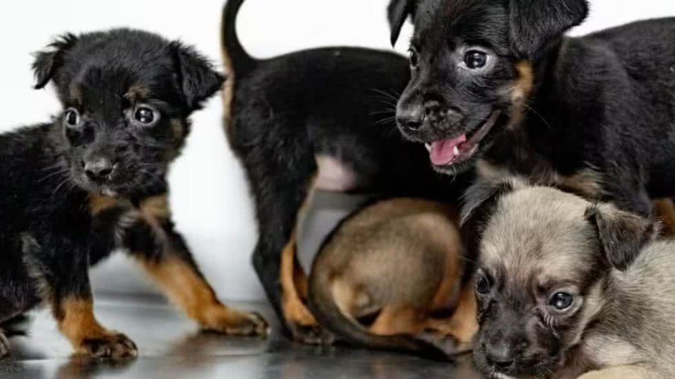 Bertioga oferece 150 animais para adoção; saiba o que fazer - Imagem: Reprodução/Prefeitura de Bertioga