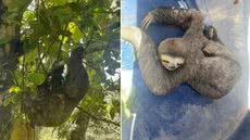 Bicho-preguiça é encontrado preso em caminhão no litoral de SP - Imagem: Divulgação/ Helder Lima/ Prefeitura de Guarujá