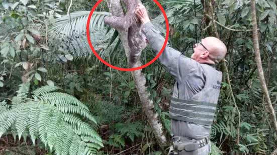 O DOA de Bertioga realiza atendimentos frequentes à fauna silvestre e orienta a população sobre como agir em situações semelhantes - Foto: Divulgação/ Prefeitura de Bertioga