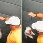 Imagens de câmera de segurança mostram agressão a cachorro em elevador em Praia Grande; Justiça mantém animal sob custódia - Imagem: Reprodução