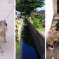 Cachorro é retirado de canal pela Polícia Militar Ambiental após ser encontrado quase submerso em Guarujá - Imagem: PM Ambiental e Redes Sociais