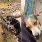 Cachorro é retirado de um tronco durante resgate realizado de barco em uma área alagada de Sete Barras, no Vale do Ribeira - Imagem: Reprodução/@hudson_.piloto