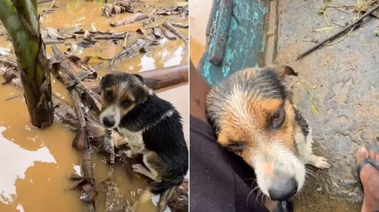 Cachorro é retirado de um tronco durante resgate realizado de barco em uma área alagada de Sete Barras, no Vale do Ribeira - Imagem: Reprodução/@hudson_.piloto