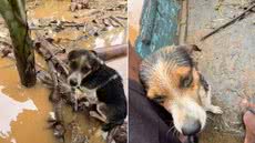 Cachorro é retirado de um tronco durante resgate realizado de barco em uma área alagada de Sete Barras, no Vale do Ribeira - Imagem: Reprodução/@hudson_.piloto
