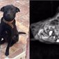Prefeitura de São Vicente relata que Rock chegou consciente, mas com lesões graves, incluindo fraturas no maxilar superior, perda de dentes e hemorragia intensa - Imagem: Arquivo Pessoal/ G1