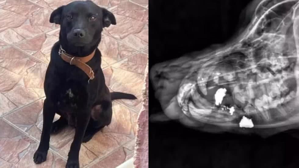 Prefeitura de São Vicente relata que Rock chegou consciente, mas com lesões graves, incluindo fraturas no maxilar superior, perda de dentes e hemorragia intensa - Imagem: Arquivo Pessoal/ G1