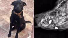 Prefeitura de São Vicente relata que Rock chegou consciente, mas com lesões graves, incluindo fraturas no maxilar superior, perda de dentes e hemorragia intensa - Imagem: Arquivo Pessoal/ G1