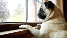 Nova lei em vigor em Santos prevê multa de até R$ 10 mil para tutores que deixarem animais sozinhos - Imagem: Reprodução