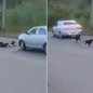 Câmeras de monitoramento registraram o momento em que cinco cães foram atingidos por um veículo na Avenida Municipal, em Cananeia; dois animais morreram após o atropelamento - Imagem: Reprodução/Câmera de Segurança