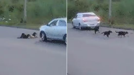 Câmeras de monitoramento registraram o momento em que cinco cães foram atingidos por um veículo na Avenida Municipal, em Cananeia; dois animais morreram após o atropelamento - Imagem: Reprodução/Câmera de Segurança