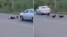 Câmeras de monitoramento registraram o momento em que cinco cães foram atingidos por um veículo na Avenida Municipal, em Cananeia; dois animais morreram após o atropelamento - Imagem: Reprodução/Câmera de Segurança