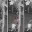 Imagens de monitoramento flagraram o momento em que o ex-agente Franco Hamad Dacca Sousa matou a própria cadela em São Vicente - Imagem: Reprodução