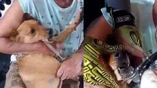 O animal estava nitidamente agoniado com o osso preso - Imagem: Divulgação