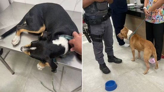 Cães foram resgatados após agressões na faixa de areia da Guilhermina, em Praia Grande; suspeito foi preso em flagrante e teve a prisão convertida em preventiva - Imagem:  Reprodução/TV Tribuna