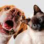 Cães e gatos estão disponíveis para adoção no litoral de SP; saiba detalhes - Imagem: Reprodução/Freepik