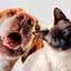 Cães e gatos estão disponíveis para adoção no litoral de SP; saiba detalhes - Imagem: Reprodução/Freepik