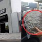 O alerta da Guarda Civil Municipal foi acionado após identificar um veículo com placa adulterada, levando à prisão do suspeito e apreensão de drogas - Foto: Divulgação/ Prefeitura de Praia Grande